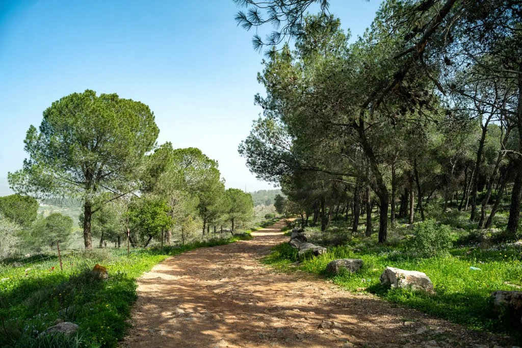 A dirt path through pines and spring grass in the hills, Holy Land