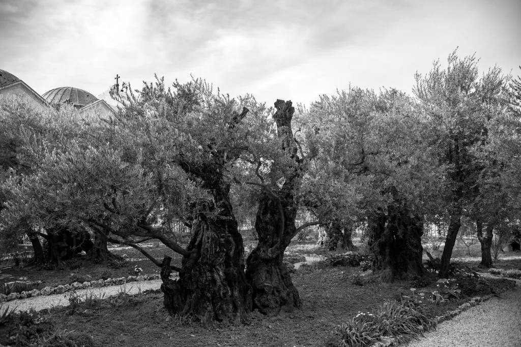 Ancient olive trees in the Garden of Gethsemane, a church dome and cross behind, Garden of Gethsemane, Jerusalem