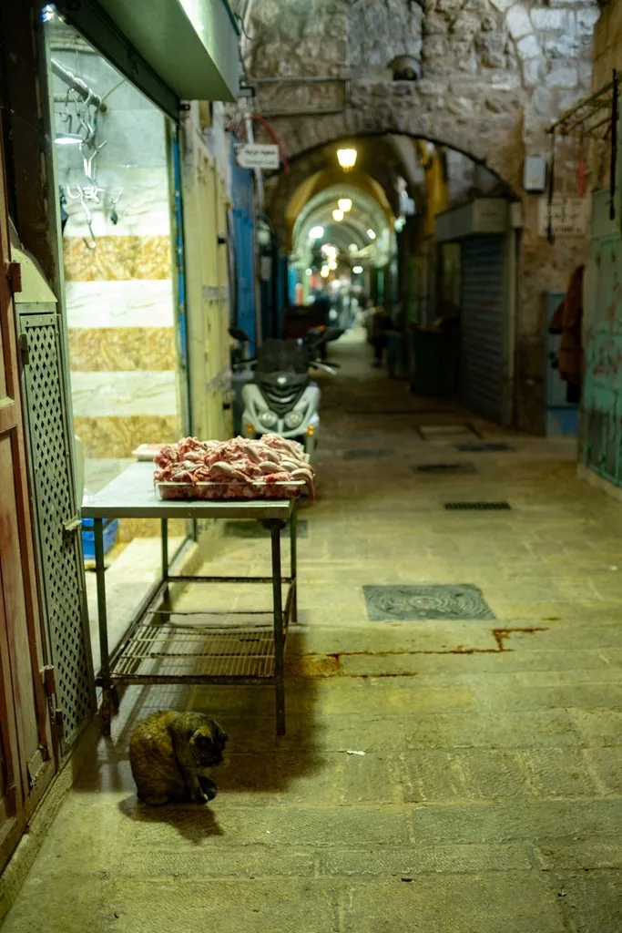 A cat crouched beneath a butcher's table in a vaulted Old City alley at night, Old City, Jerusalem