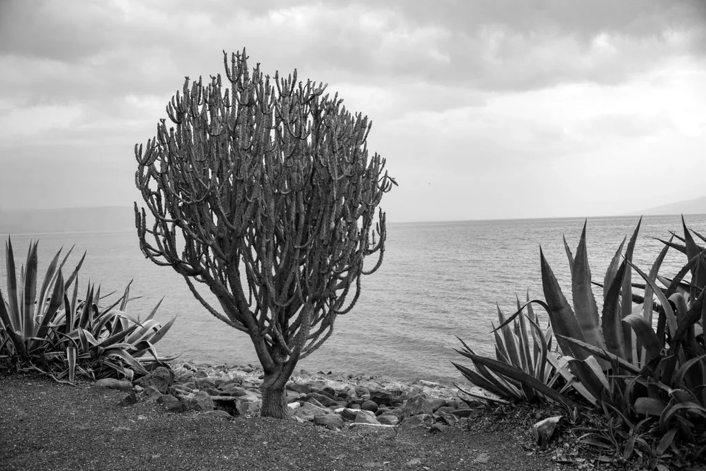 A candelabra cactus between agaves on the shore of the Sea of Galilee under an overcast sky, Sea of Galilee